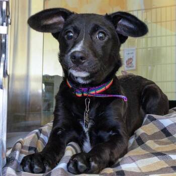 Labrador Retriever and Mixed Breed Dogs Available for Adoption in St. Louis, Missouri - LESSI | PetCurious