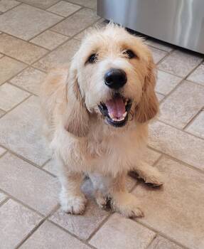 Maverick -  Basset Hound and Poodle Dog for Adoption in Catlettsburg, Kentucky - Maverick | PetCurious