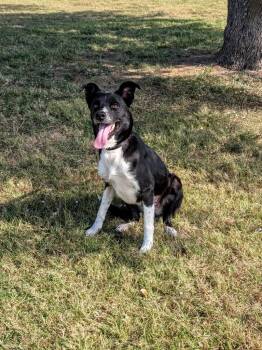 Rescue Border Collie and Cattle Dog Dogs for Adoption in Dalworthington Gardens, Texas - White Socks | PetCurious