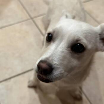 Winnie -  Chihuahua Dog for Adoption in Spokane, Washington - Winnie | PetCurious