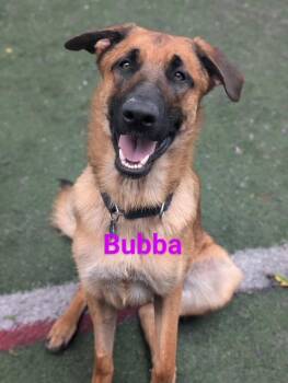 Rescue Belgian Shepherd Malinois Dogs for Adoption - Bubba | PetCurious