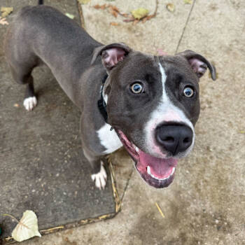 Rescue American Staffordshire Terrier Dogs for Adoption in Grand Rapids, Michigan - Anna | PetCurious