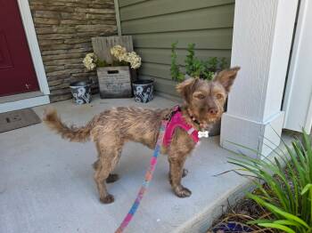 Val -  Terrier Dog for Adoption - Val | PetCurious