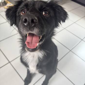Truman -  Spaniel Dog for Adoption in New Orleans, Louisiana - Truman | PetCurious