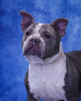 American Bully Dogs Available for Adoption - BANANA BREAD (0258) | PetCurious