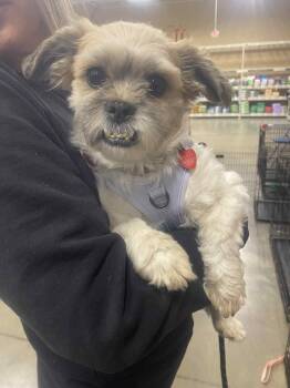 Rescue Shih Tzu Dogs for Adoption in Roachdale, Indiana - Starkey | PetCurious