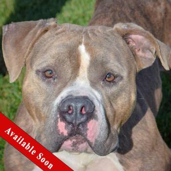 Rescue American Staffordshire Terrier and American Bulldog Dogs for Adoption in Huntley, Illinois - Hershal | PetCurious