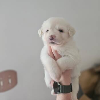 Lucy -  Great Pyrenees Dog for Adoption in Spring Hill, Tennessee - Lucy | PetCurious