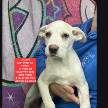 Labrador Retriever and Pointer Dogs Available for Adoption in Oviedo, Florida - Lil Sumin