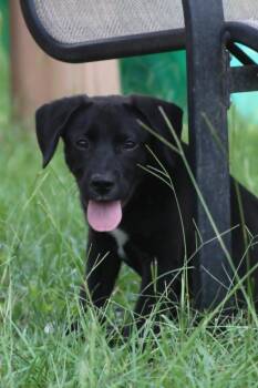 Jiffy -  Mixed Breed Dog for Adoption in Taycheedah, Wisconsin - Jiffy | PetCurious