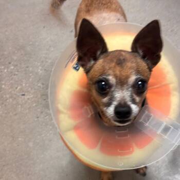 Peaches -  Chihuahua Dog for Adoption in York, Pennsylvania - Peaches | PetCurious
