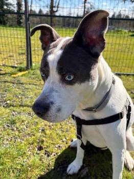 Pit Bull Terrier Dogs Available for Adoption - Rock | PetCurious