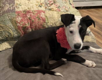 Rescue Terrier Dogs for Adoption in Euless, Texas - Mabel | PetCurious