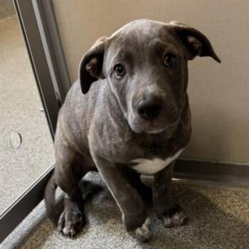 Sir Ian McKellan -  Mixed Breed Dog for Adoption in Bellevue, Washington - Sir Ian McKellan | PetCurious