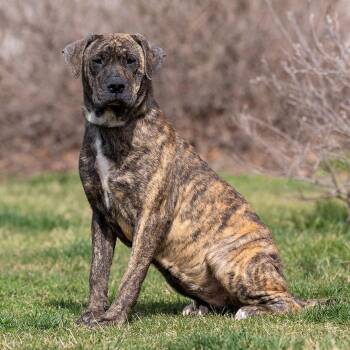 Bella -  Mastiff and Mixed Breed Dog for Adoption in Council Bluffs, Iowa - Bella | PetCurious