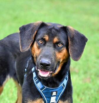 Rescue Hound Dogs for Adoption in Falmouth, Maine - PHILLIP - Sweet Boy! | PetCurious
