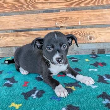 PONGO -  Chihuahua and Terrier Dog for Adoption in Chico, California - PONGO | PetCurious