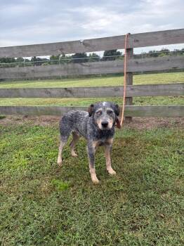 Pepo -  Affenpinscher Dog for Adoption in Wauchula, Florida - Pepo | PetCurious