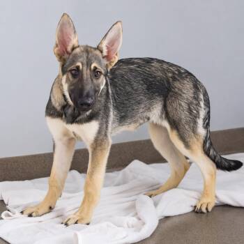 German Shepherd Dog Dogs Available for Adoption in South Elgin, Illinois - Buttons | PetCurious