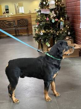 Rottweiler Dogs Available for Adoption - DAXON | PetCurious