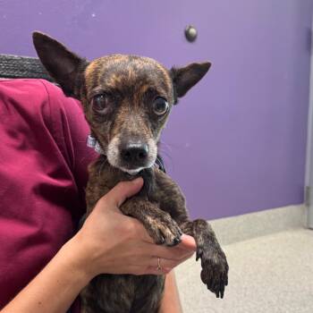 Dax -  Mixed Breed Dog for Adoption in Englewood, Florida - Dax | PetCurious