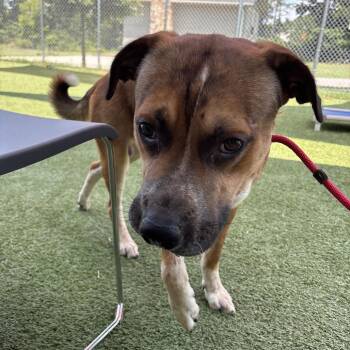 Worm -  Mixed Breed Dog for Adoption in Chattanooga, Tennessee - Worm | PetCurious