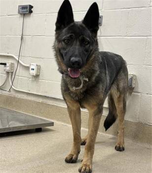German Shepherd Dog and Mixed Breed Dogs Available for Adoption - PENNY | PetCurious