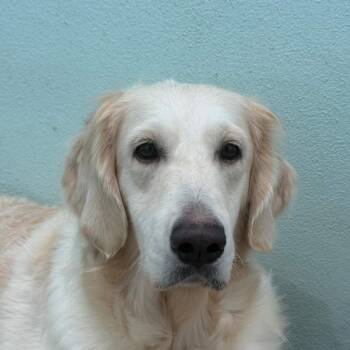 Mimosa 1957 -  Golden Retriever and None Dog for Adoption in Loxahatchee Groves, Florida - Mimosa 1957 | PetCurious