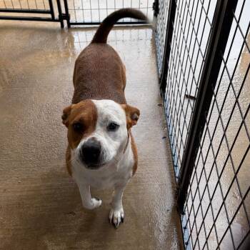 Mixed Breed Dogs Available for Adoption in Lake Jackson, Texas - GiGi | PetCurious