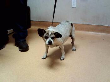 PEGLITA -  Terrier and Mixed Breed Dog for Adoption in Martinez, California - PEGLITA | PetCurious