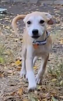 Rescue Mixed Breed and Shepherd Dogs for Adoption in Edgecliff Village, Texas - EMILY | PetCurious