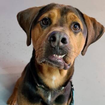 Rescue Rottweiler and Hound Dogs for Adoption in Versailles, Kentucky - Coffee | PetCurious