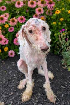 Nautilus -  Mixed Breed Dog for Adoption in Cincinnati, Ohio - Nautilus | PetCurious
