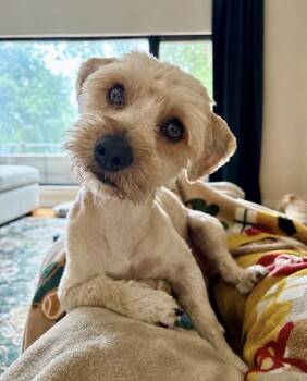 Elderberry -  Cockapoo Dog for Adoption in Philadelphia, Pennsylvania - Elderberry | PetCurious