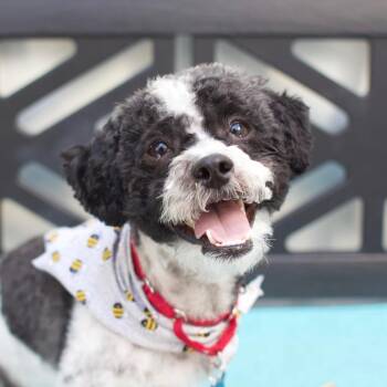 Oso -  Poodle and Shih Tzu Dog for Adoption in Los Angeles, California - Oso | PetCurious