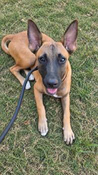 Daphne -  Belgian Shepherd Malinois Dog for Adoption in Lockhart, Texas - Daphne | PetCurious