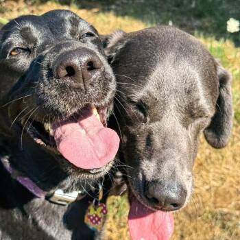 Miley -  Labrador Retriever Dog for Adoption in Portland, Oregon - Miley | PetCurious