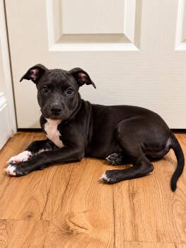 Willow Creek (f) -  Pit Bull Terrier Dog for Adoption in Nashville, Tennessee - Willow Creek (f) | PetCurious