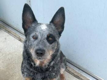 Mixed Breed Dogs Available for Adoption in Georgetown, Texas - Java | PetCurious