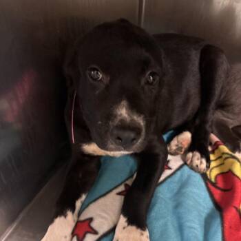 Rogue -  Mixed Breed Dog for Adoption in Memphis, Tennessee - Rogue | PetCurious