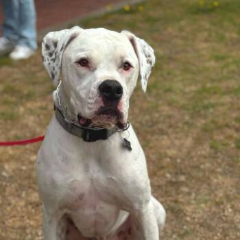 CHEWY -  Dogo Argentino Dog for Adoption in San Francisco, California - CHEWY | PetCurious