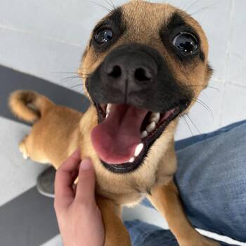 Briar -  Mixed Breed Dog for Adoption in Philadelphia, Pennsylvania - Briar | PetCurious