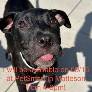 Lily -  Mixed Breed Dog for Adoption in Matteson, Illinois - Lily | PetCurious