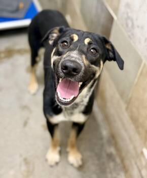 Shasta -  German Shepherd Dog Dog for Adoption in Sonora, California - Shasta | PetCurious
