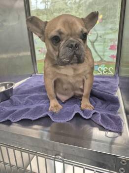 Vc17 -  French Bulldog Dog for Adoption in Lawrenceville, Georgia - Vc17 | PetCurious