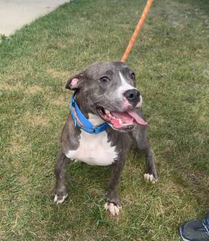 THOR -  Pit Bull Terrier Dog for Adoption in Rochester, Indiana - THOR | PetCurious