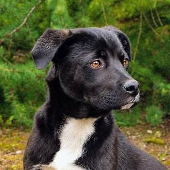 Blaze (20260615-05) -  Mastiff Dog for Adoption in Niagara Falls, Ontario - Blaze (20260615-05) | PetCurious