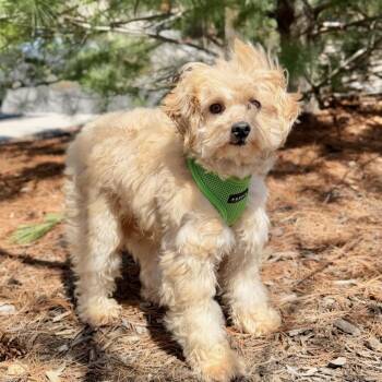 Poodle and Mixed Breed Dogs Available for Adoption in East Hampton, New York - Potato | PetCurious