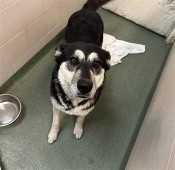 LUNA -  Mixed Breed Dog Available for Adoption in Santa Fe, New Mexico - LUNA | PetCurious