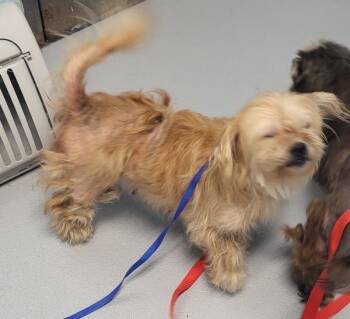 Pen 235 Magnolia -  Shih Tzu Dog for Adoption in Lawrenceville, Georgia - Pen 235 Magnolia | PetCurious